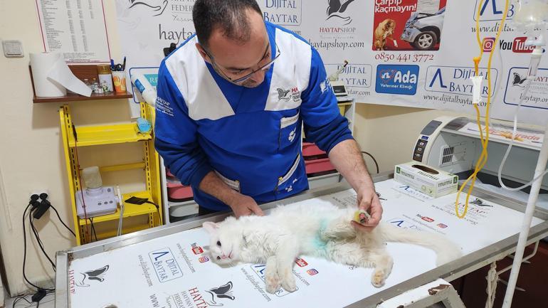 Sol arka patisi kesik bulunan kediyle ilgili büyü şüphesi