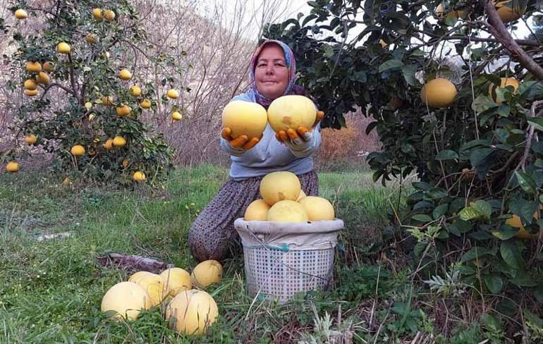 Bu kavun ağaçta yetişiyor