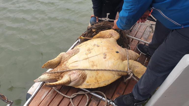 İztuzu açıklarında ölü caretta caretta bulundu