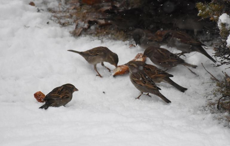 Sivasta 48 yerleşim yeri yolu, kardan kapalı