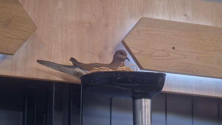 Kıyma makinesine yuva yapan kuşun yavrularının yumurtadan çıkmasını bekliyorlar
