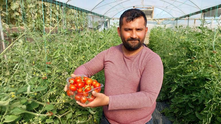 Silifkede çeri domates, dalında 17 lira