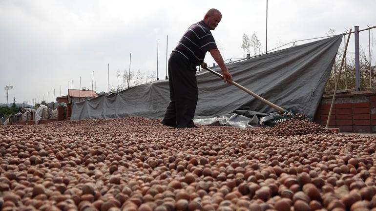 ‘Karadeniz’in yeşil altını’ fındıkta en büyük rakip ABD olacak