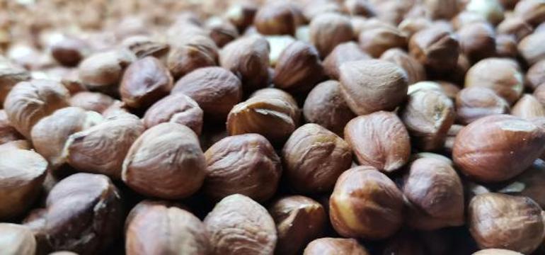 ‘Karadeniz’in yeşil altını’ fındıkta en büyük rakip ABD olacak