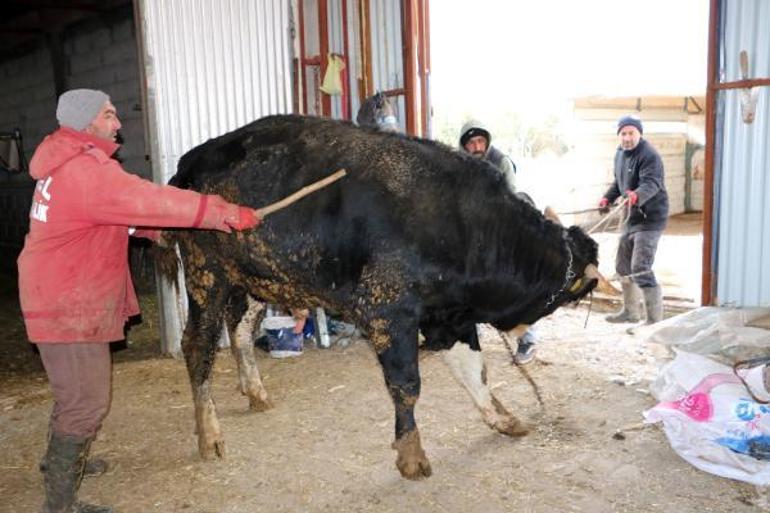 Kurbanlık boğalarını depremzedelere bağışladılar; yardım kampanyasının öncüsü oldular