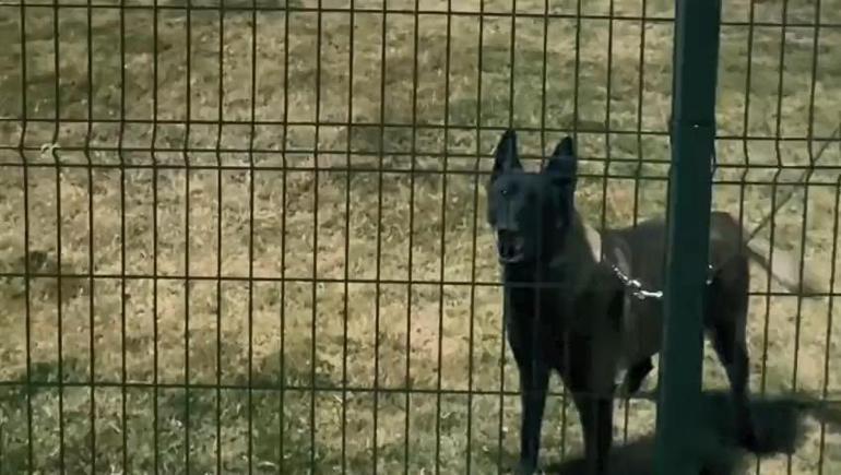 Arama kurtarma köpekleri nasıl eğitiliyor