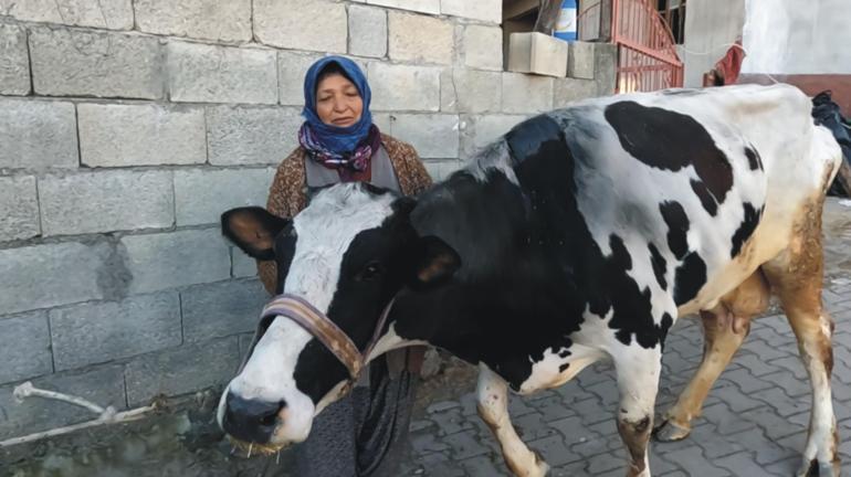 Enkazdan çıkartılan 3 inek, Emekli Hayvanlar Çiftliğinde tedaviye alındı