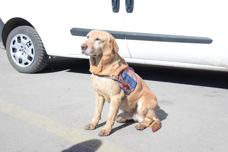 Galeria Sitesi’nin enkazında kadavra köpekleri ‘Pusat ve Boyka’ ile arama yapıyor