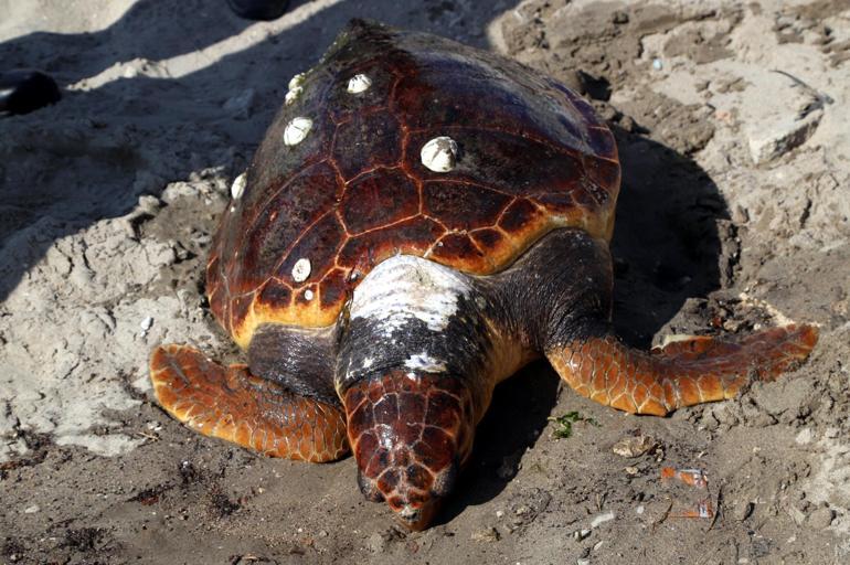 Tekirdağ sahilinde ölü caretta caretta bulundu