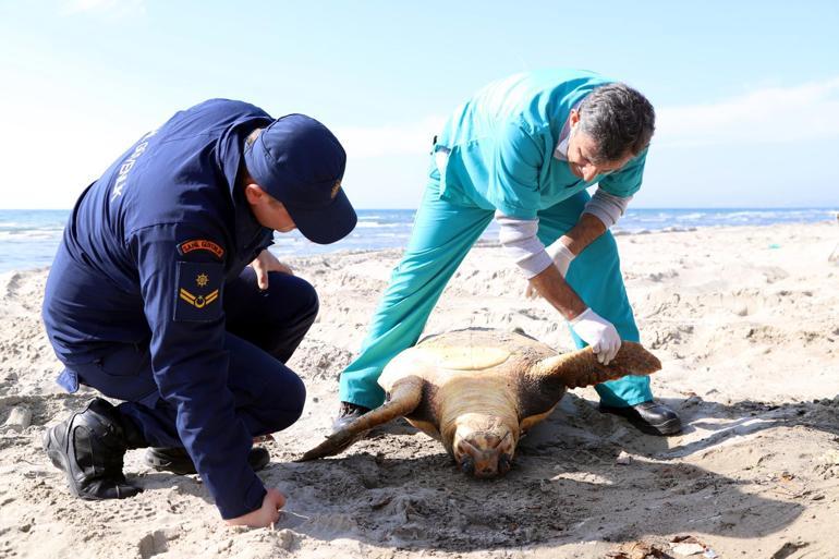 Tekirdağ sahilinde ölü caretta caretta bulundu