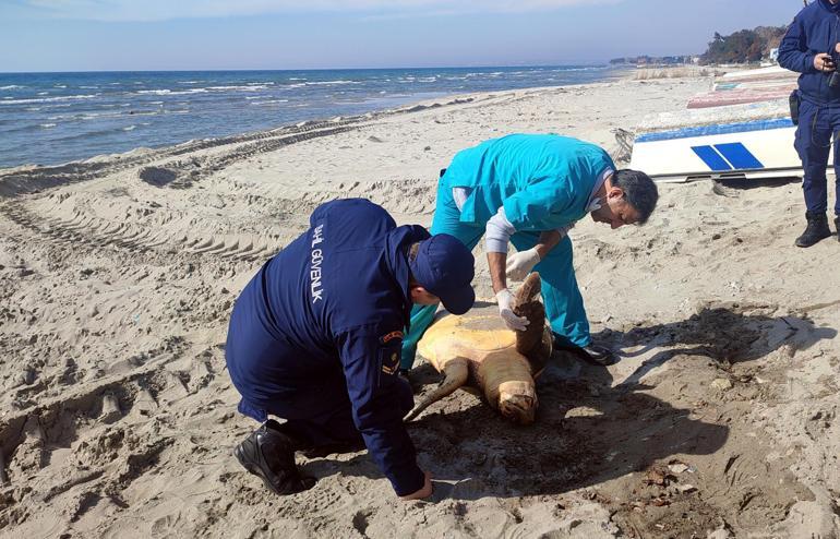 Tekirdağ sahilinde ölü caretta caretta bulundu