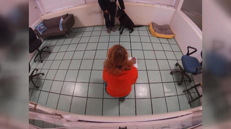 Arama-kurtarma köpeklerinin psikososyal desteğe ihtiyacı var