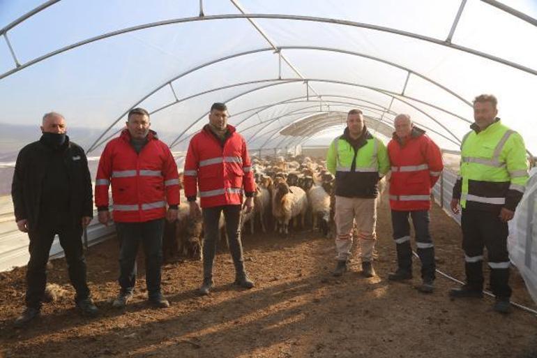 Nurdağında hayvanlar için çadır ağıl