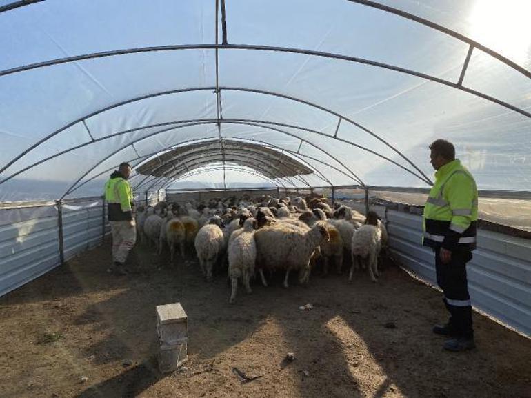 Nurdağında hayvanlar için çadır ağıl