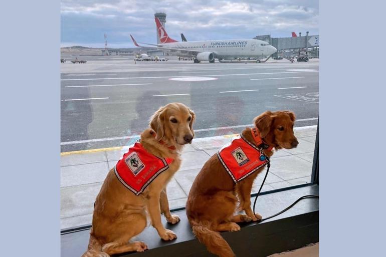 Urban search and rescue dogs flew business class to their home countries