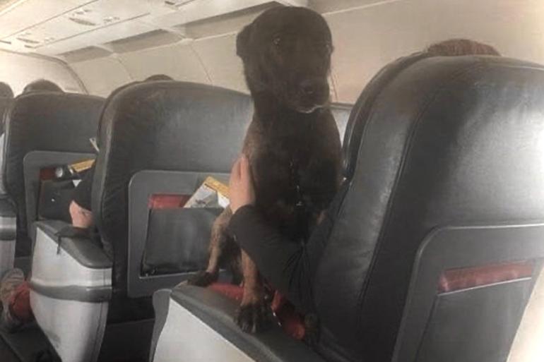 Urban search and rescue dogs flew business class to their home countries