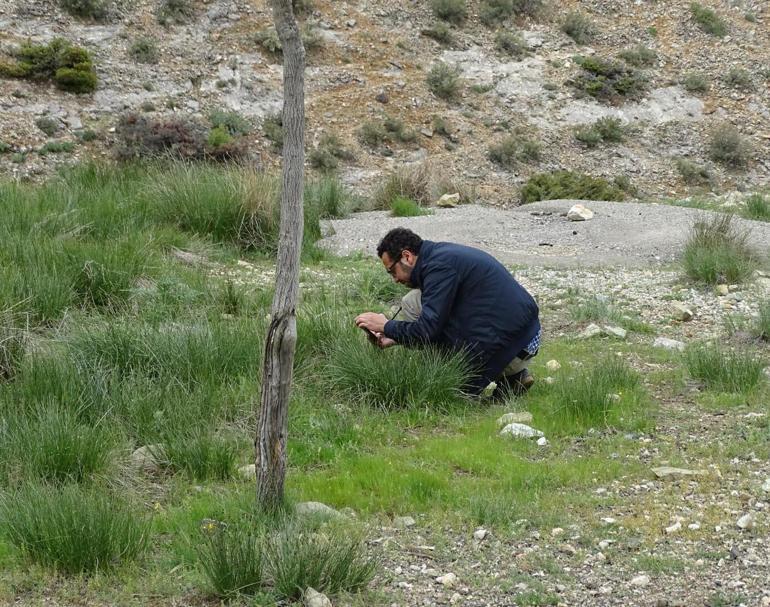 BAÜN Ajdarbaşı bitkisini araştırdı; Hücre koruyucu özellikleriyle umut verici