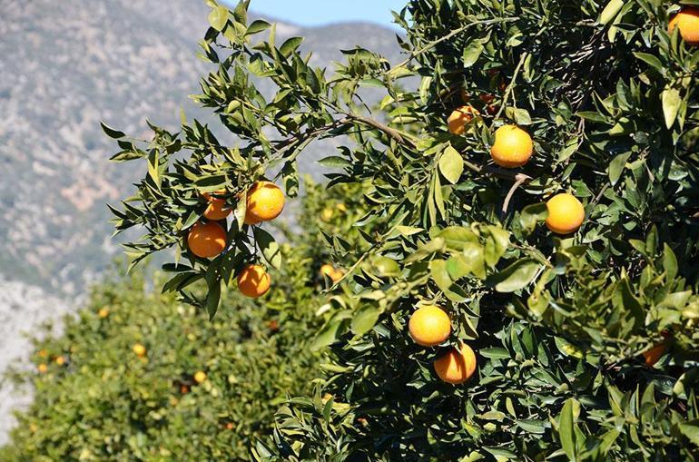 Deprem bölgesinde turunçgil hasadı uyarısı