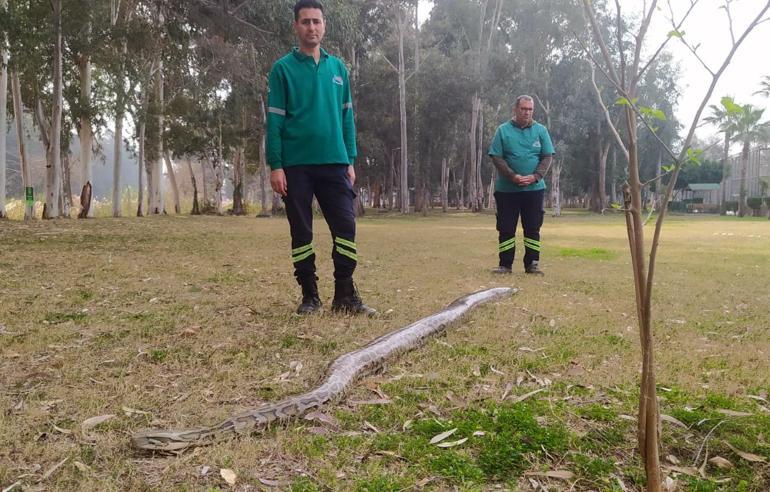 Piton ve boa yılanlarının korkusuz bakıcıları