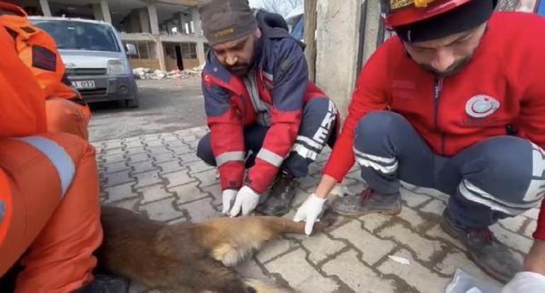 UMKE görevlisi, arama çalışmalarında yaralanan köpeğe dikiş atıp, sağlığına kavuşturdu