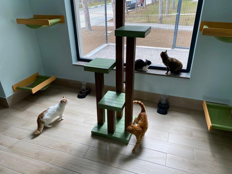 Afşinde enkazdan kurtarılan kedi, Çorumda yeni yuvasında