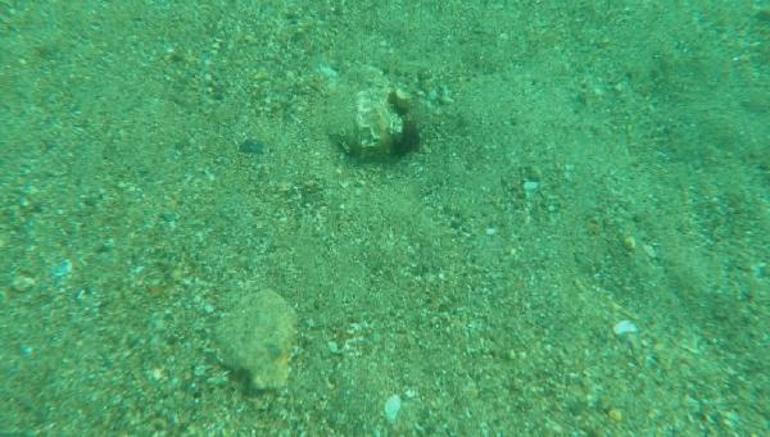 TÜDAV Başkanı Prof. Dr. Bayram Öztürkten Açık Deniz Anlaşması çağrısı