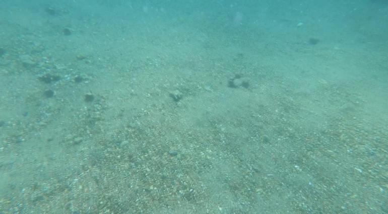 TÜDAV Başkanı Prof. Dr. Bayram Öztürkten Açık Deniz Anlaşması çağrısı