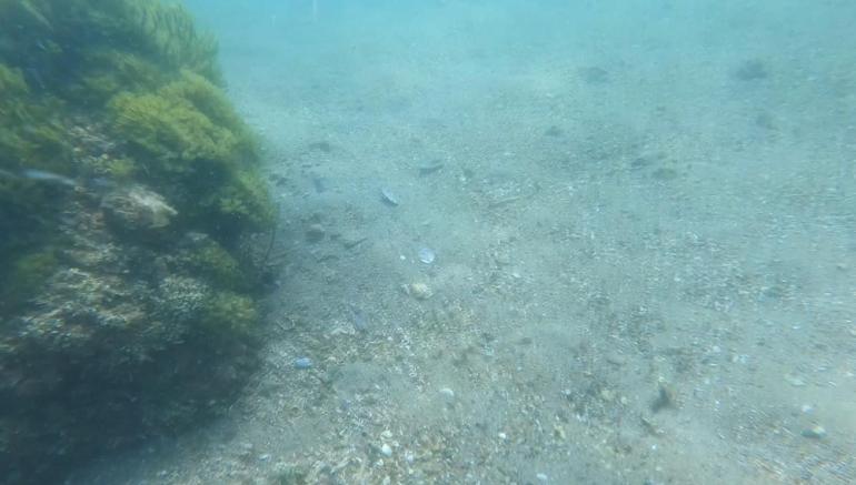 TÜDAV Başkanı Prof. Dr. Bayram Öztürkten Açık Deniz Anlaşması çağrısı