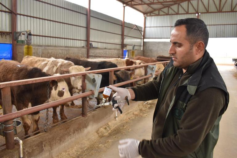 Adana Veteriner Hekimler Odası Başkanı: Şap ile şarbonu karıştırmayalım