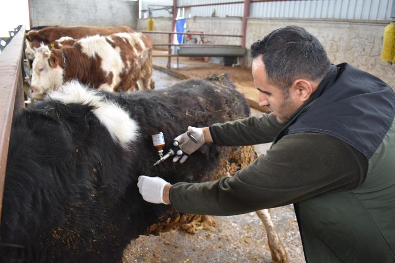 Adana Veteriner Hekimler Odası Başkanı: Şap ile şarbonu karıştırmayalım