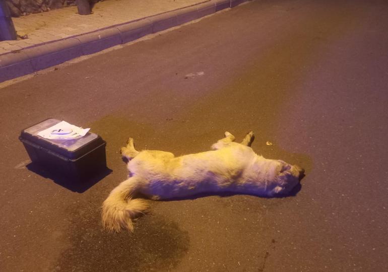 3 köpeği zehirleyen sanığın yargılandığı davada şikayet yok diyerek durdurma kararı