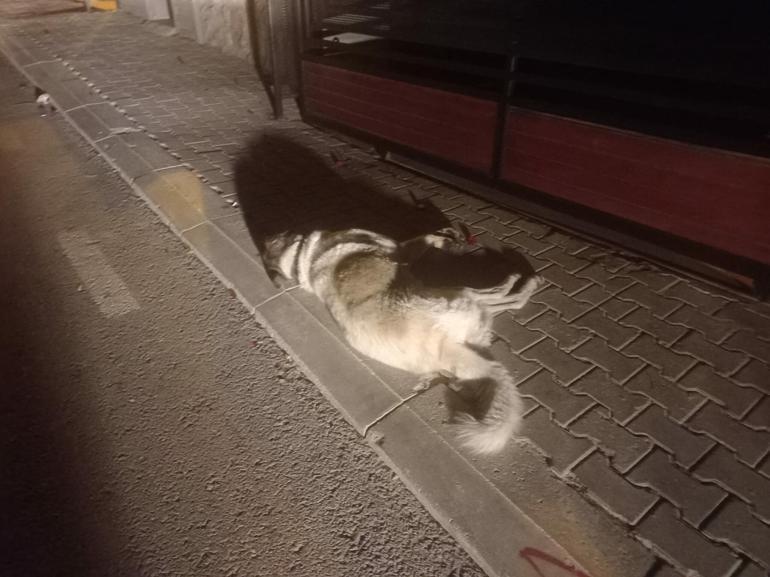 3 köpeği zehirleyen sanığın yargılandığı davada şikayet yok diyerek durdurma kararı