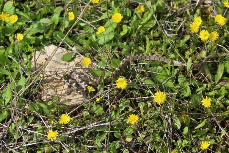 Ezilmekten kurtarılan kedi gözlü yılan doğal ortamına bırakıldı