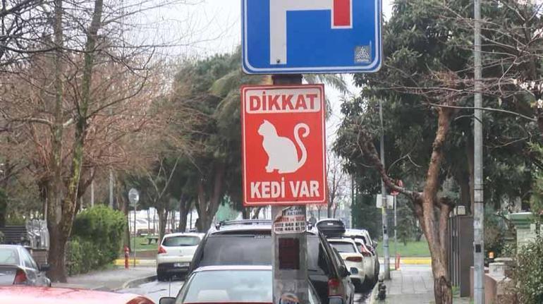Kadıköyde mahalleliyi ayağa kaldıran toplu kedi ölümleri