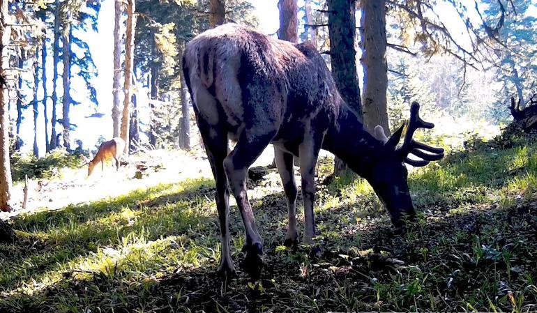 Dört şehirdeki kızıl geyik av ihalesi, mahkeme kararıyla iptal edildi