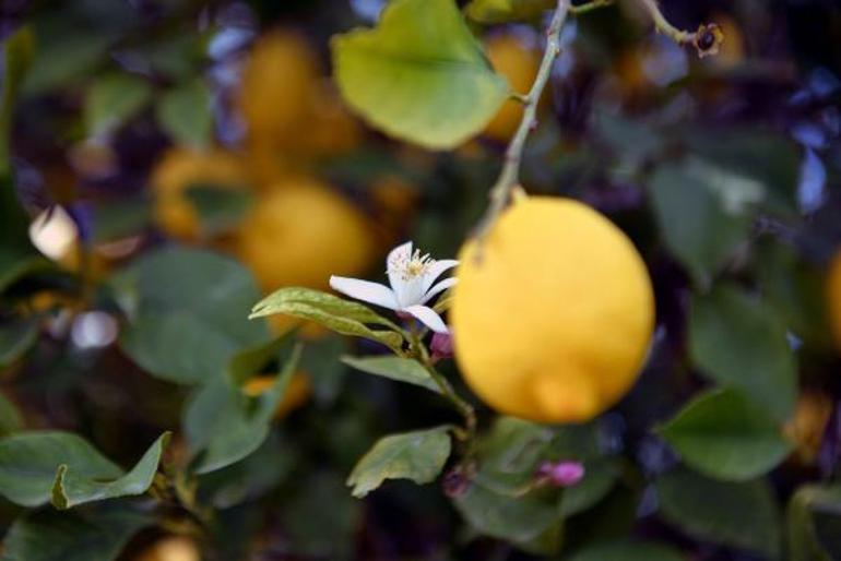 Arsuz’da limon dalında kaldı; perakendeciler hasat için seferberlik başlattı