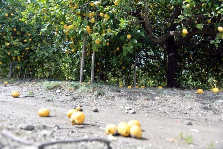 Arsuz’da limon dalında kaldı; perakendeciler hasat için seferberlik başlattı