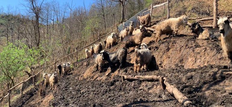 Pandemi yasakları sürü sahibi yaptı
