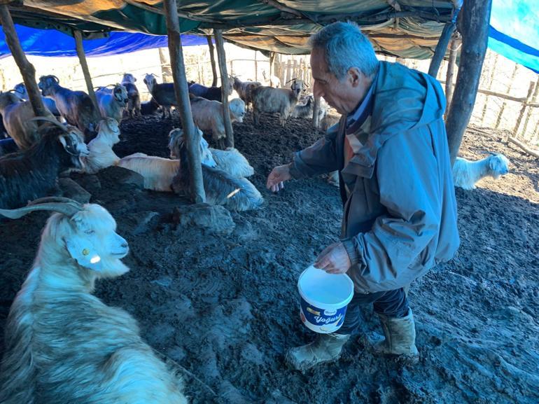 Pandemi yasakları sürü sahibi yaptı