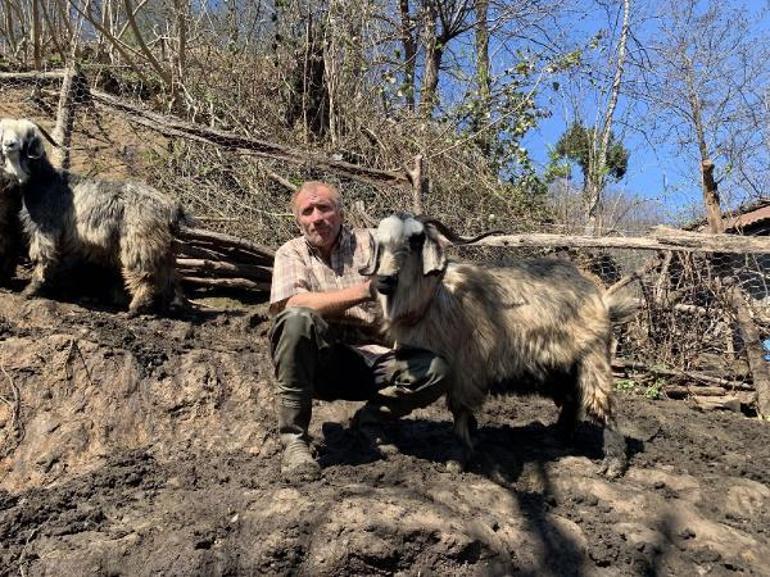 Pandemi yasakları sürü sahibi yaptı