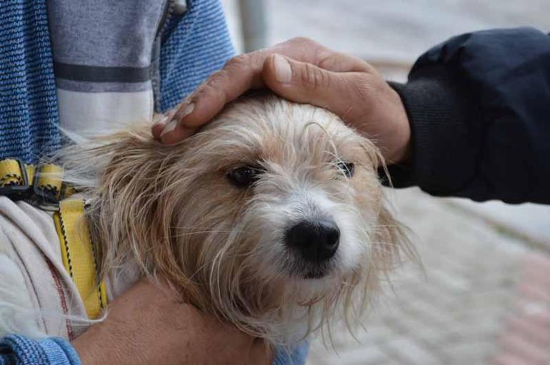 Muğla’da 1 yıl önce çalınan köpek, mikroçip sayesinde Elazığ’da bulundu