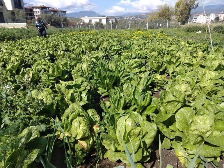 Depremzede üretici, ürünü için alıcı bekliyor