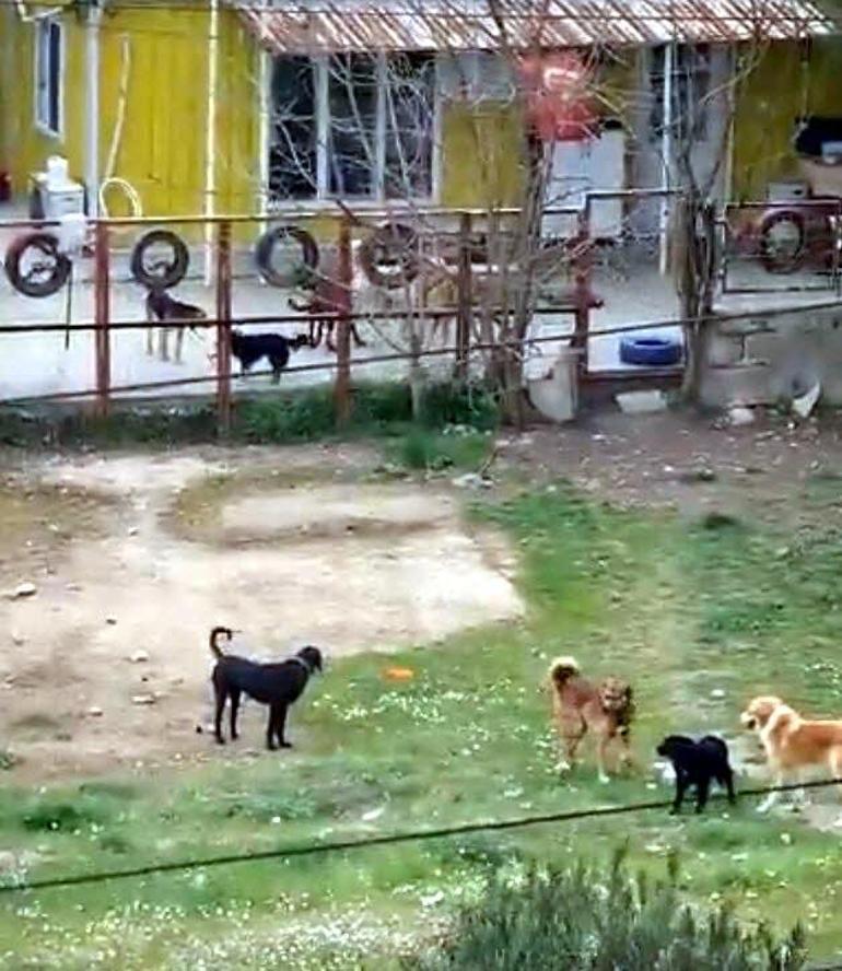 Liseli Mehmetin sokak köpeklerinden kaçarken öldüğü kazanın görüntüsü ortaya çıktı