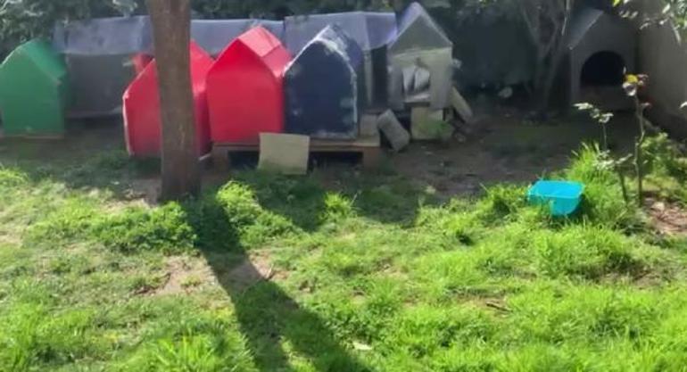 Bağcılar’da sitedeki kedileri poşetle götüren kişi hakkında suç duyurusu