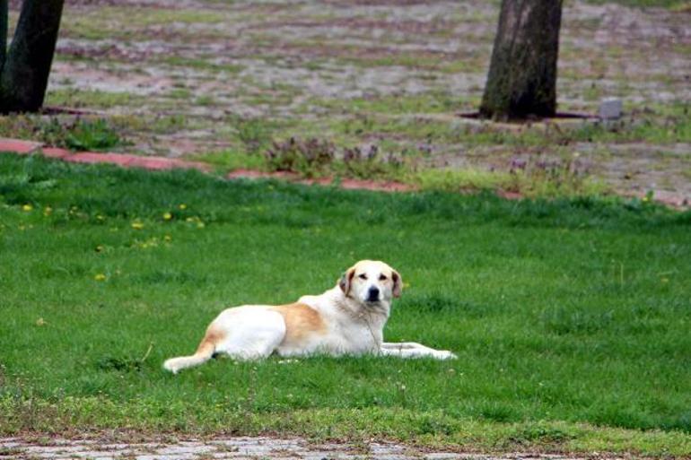 Havsada kaybolan sokak köpekleri için hayvanseverlerden suç duyurusu