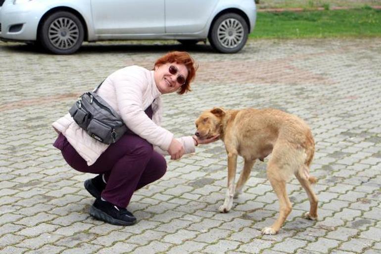 Havsada kaybolan sokak köpekleri için hayvanseverlerden suç duyurusu