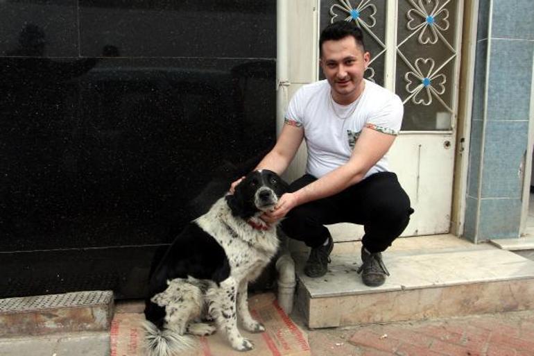 Havsada kaybolan sokak köpekleri için hayvanseverlerden suç duyurusu