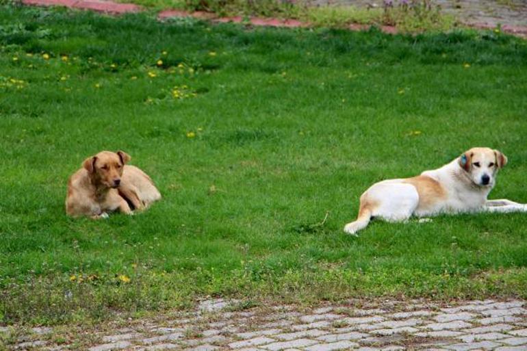 Havsada kaybolan sokak köpekleri için hayvanseverlerden suç duyurusu