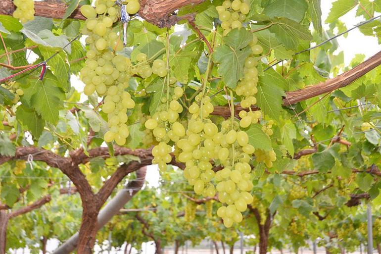 Turfanda üzüm hasadı örtü altında başladı; iç piyasaya 500, dış piyasaya bin TL