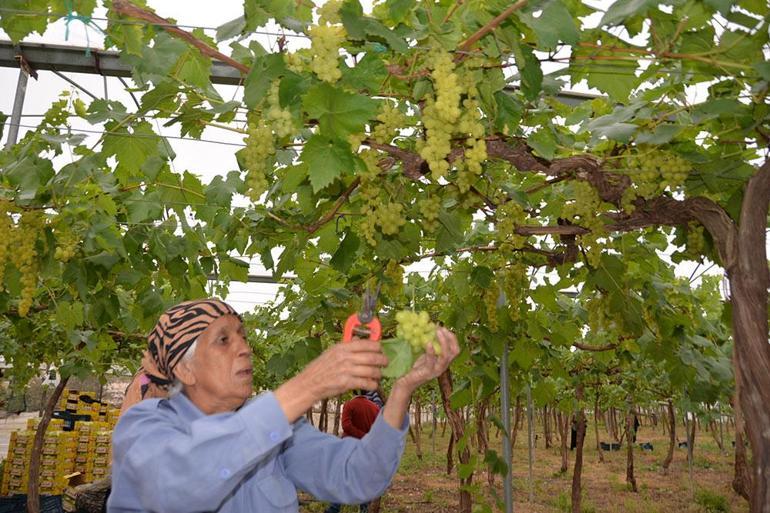 Turfanda üzüm hasadı örtü altında başladı; iç piyasaya 500, dış piyasaya bin TL